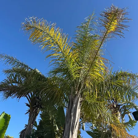 Frühstückspension Mavi Yengec Butik