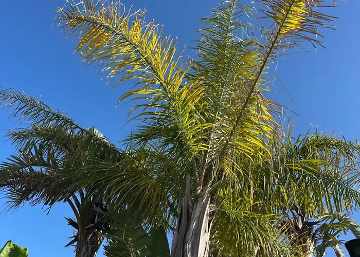 住宿加早餐酒店 Mavi Yengec Butik